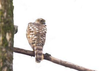 Poster - Cooper's hawk (Accipiter cooperii)