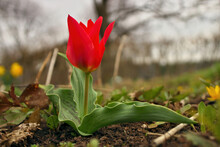 Red Riding Hood Tulip. Red Tulips. Spring Floral Background With Tulip Flowers.