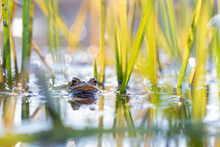 A Large Green Frog In Its Natural Habitat. Amphibian In Water. Beautiful Toad Frog. Nice Bokeh.
