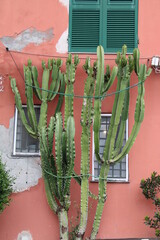 Wall Mural - Tree cactus | In Liguria, Italy