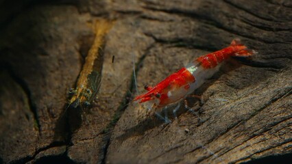 Poster - Shrimp in freshwater aquarium. Neocaridina davidi or Rili shrimp.