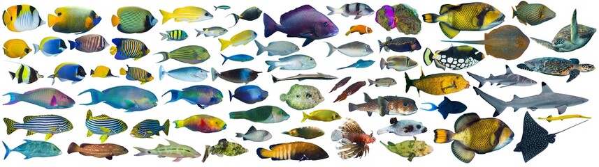 Wall Mural - huge set collection of colorful tropical fish like coral reef shark sea turtle stingray snapper triggerfish grouper isolated on white background. indian ocean red sea underwater sealife concept