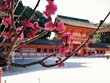 京都　下鴨神社の梅