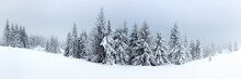 Winter Landscape With Snowy Fir Trees