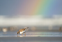 A Rainbow Shines After Morning Rain While A Semipalmated Plover Feeds At The Beach In Ocean Shores, Washington.
