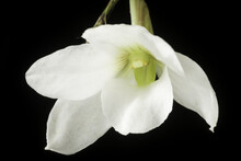 Great White Trillium And White Lily Flowers With Black Backgrounds, Garden, Green, Summer.