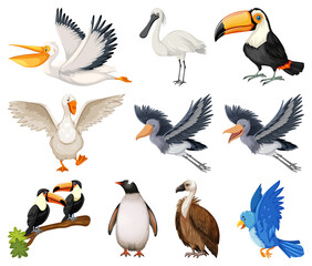 Poster - Different kinds of birds collection