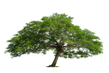 perspective of tree isolated on white background., tropical trees isolated used for design, advertis
