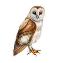 Barn Owl Bird. Watercolor Illustration. Realistic Hand Drawn Wildlife Bird. Barn Owl On White Background. Forest Wild Avian Nature Element
