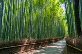 Fototapeta Do pokoju - 京都嵯峨野の竹林