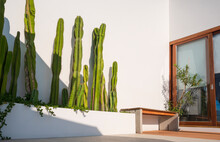 Row Of Cereus Sp. ‘Fairy Castle’ Cactus Plant With Wooden Bench And Glass Sliding Door On White Cement Wall In Porch Area Of Vintage House