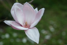 Kwitnąca Magnolia Na Wiosnę
