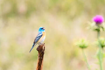 Wall Mural - lazuli bunting