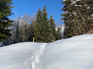 Wonderful winter hiking trails and traces on the slopes of the Alpstein mountain range and in the fresh alpine snow cover of the Swiss Alps, Nesslau - Obertoggenburg, Switzerland (Schweiz)