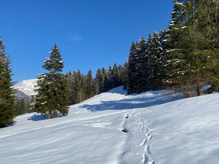 Wonderful winter hiking trails and traces on the slopes of the Alpstein mountain range and in the fresh alpine snow cover of the Swiss Alps, Nesslau - Obertoggenburg, Switzerland (Schweiz)