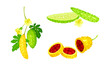 Momordica green and ripe exotic fruits set. Bitter melon tropical edible fruit vector illustration