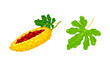 Momordica exotic fruit and leaf set. Bitter melon tropical edible fruit vector illustration