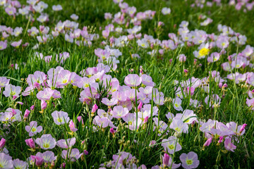 Wall Mural - enjoying a moment in a field full of flowers
