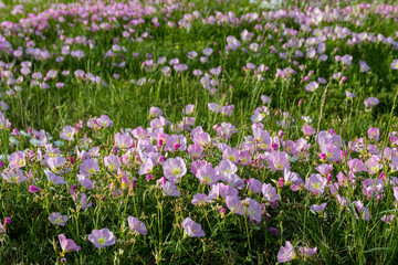 Wall Mural - field of purple and white flowers