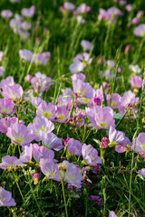 Wall Mural - the beauty in nature during spring