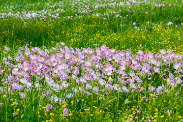 Wall Mural - enjoying nature in a field of flowers