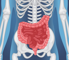 Wall Mural - X-ray of human body with internal organs