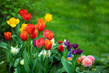 Fototapeta Kwiaty - wiosenne kompozycje kwiatowe w ogrodzie, tulipany, narcyze, hiacynty i jaskry na tle soczystej zieleni