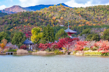 Wall Mural - 京都の大覚寺で見た、大沢池周辺に広がる紅葉と青空