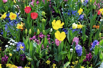 Wall Mural - Spring garden. Crown imperial, tulips, hyacinths, daffodils, daisies, forget me not. 