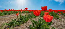 Panoramic Landscape Of Red Beautiful Blooming Tulip Field In Holland Netherlands In Spring With Blue Sky, Clouds And Sunbeams - Tulips Flowers Background Banner Panorama