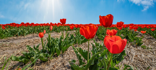 Wall Mural - Panoramic landscape of red beautiful blooming tulip field in Holland Netherlands in spring with blue sky, clouds and sunbeams - Tulips flowers background banner panorama