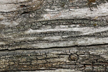 Dried Log For Wildlife With Cracks And Knots