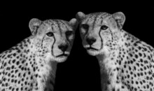 Two Dangerous Cheetah Face On The Black Background