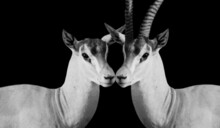 Male And Female Gazelle Kiss On The Dark Background