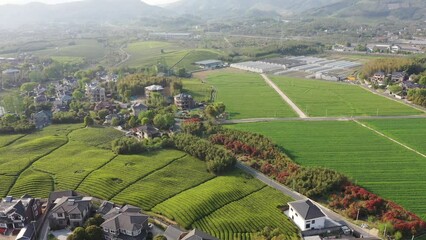 Canvas Print - tea plantation in mountain