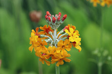 Yellow And Orange Candelabra Primrose In Close Up
