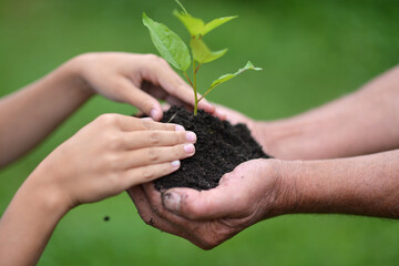 Two people holding together young sprout of a tree close-up