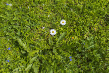 Green Grass With Tiny White Flowers Background, Natural Green Lawn Top View