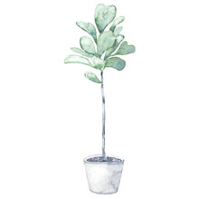 Watercolor Home Fiddle Leaf Fig Tree In Pot