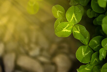 Close-up Of Three Clover Leaves Growing On A Plantation On Which The Rays Of The Spring Sun Shine