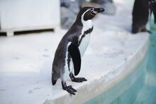 Humboldt Penguin In A Zoo