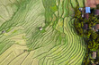 © pierrick - Wat Ban Wen rice fields in Nan province, Thailand