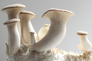 pleurotus eryngii or oyster mushroom, inner cuture on compost