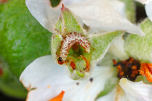 Anthonomus Pomorum Or The Apple Blossom Weevil Is A Major Pests Of Apple Trees Malus Domestica. Larva Inside Apple Tree Bud.