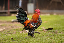 Small Bantam Chicken Rooster With Bright Red Comb And Green Tail, Walking On Green Grass Yard, View From Side