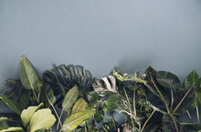Tropical Leaves On Gray Background With Copyspace