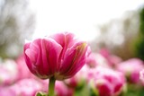 Fototapeta Tulipany - Pink Peony tulip blooming- Spring flowers, selective focus