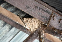 Barn Swallow Nest (Hirundo Rustica) In A Barn Roof Apex