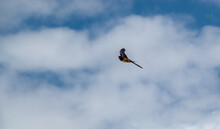 A Barn Swallow (Hirundo Rustica) In Flight Under A Blue Spring Sky, White Cloud