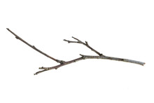 A Withered Twig On A White Isolated Background